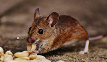 24 Hour & Emergency Exterminators in Fort Loudon, PA